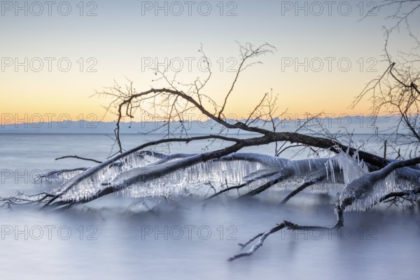 A frozen tree with icicles over a calm lake, illuminated by the sunrise, Hörnle, Constance, Lake
