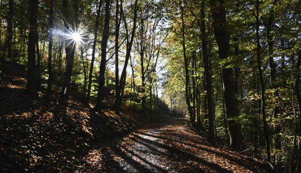 DEU, Germany, Iserlohn: The autumn colours enchant the forest in the Sauerland and also the people