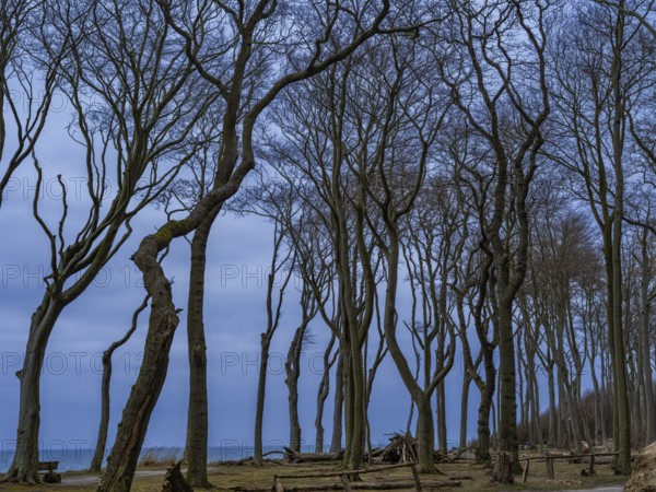 Trees in the ghostly forest on the cliffs facing the Baltic Sea, Nienhagen, Mecklenburg-Vorpommern,