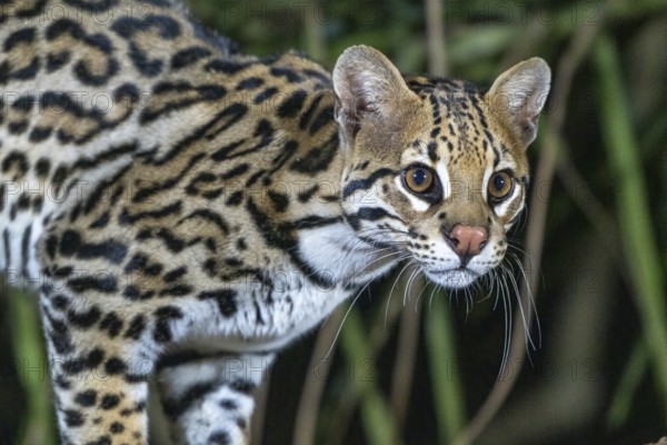Ocelot (Leopardus pardalis), animal portrait, at night, Pantanal, inland, wetland, UNESCO Biosphere