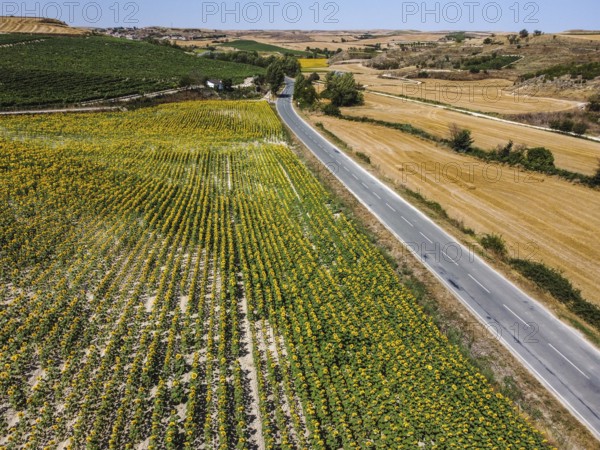 Aerial drone view of field of sunflowers during summer sunny day with blue sky. Sunflower natural