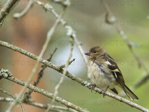 Chaffinch young on a branch in the forest. Brown, gray, green plumage. Small songbird in nature.