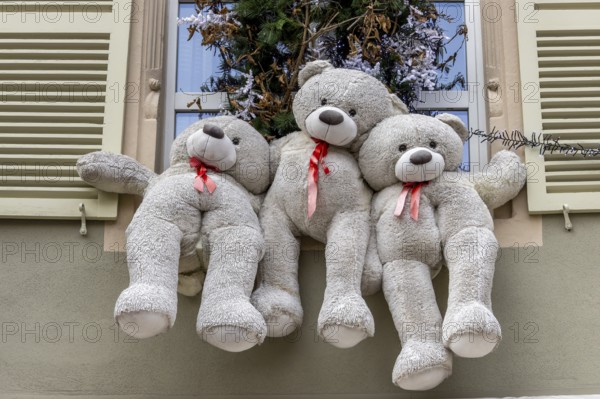 Christmas decorated building windows with three white teddy bears, Colmar, Alsace, Département