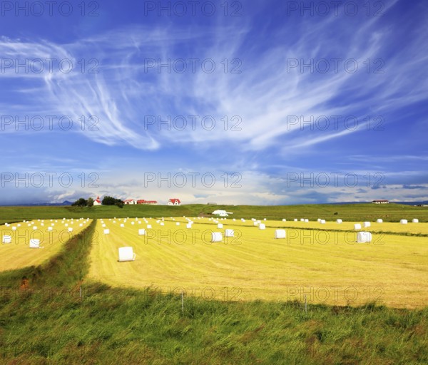 The farm and different economic constructions is in the distance visible. Rural pastoral after