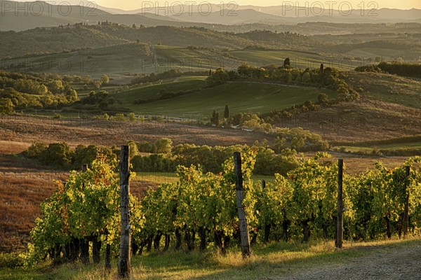 Panoramic view of scenic Tuscany landscape with vineyard in the Chianti region, Tuscany, Italy,