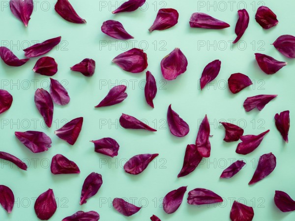 Red burgundy peony petals flat lay on blue-green turquoise background. Flower petals for minimal