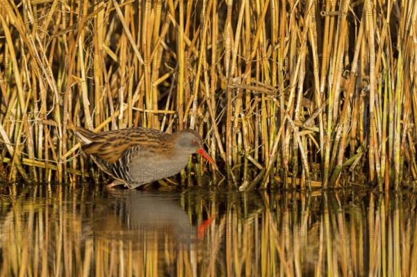 Water rail, (Rallus aquaticus), animals, birds, biotope, habitat, foraging, waters, family of rail