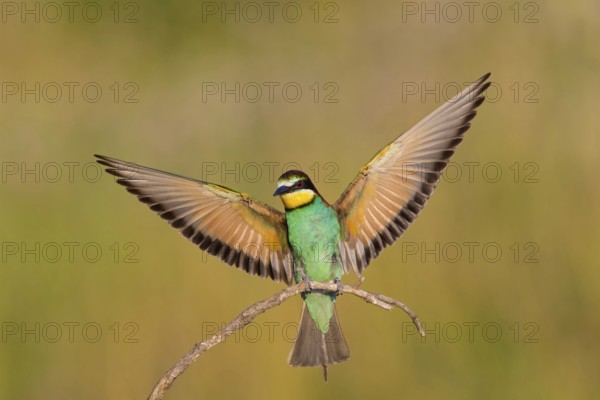 Bee-eater, (Merops apiaster), Animals, Birds, Raptor family, Perching station, Muselievo,
