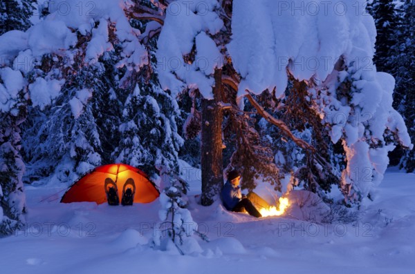 Man sitting next to his illuminated tent under a tree by a campfire, Hedmarksvidda, Hedmark Fylke,