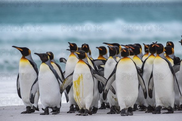 King penguins (Aptenodytes patagonicus) on the beach, Volunteer Point, Falkland Islands, Great