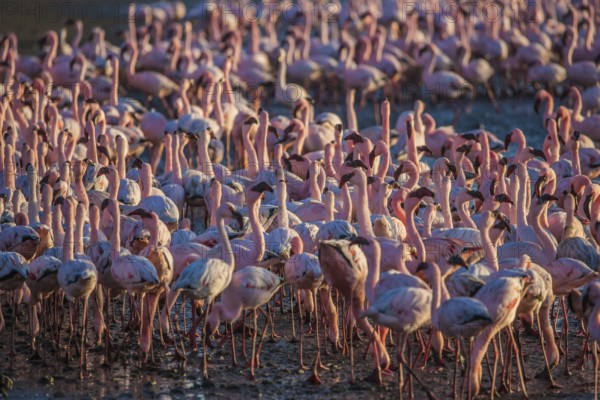 Interesting and useful birdwatching. Namibia. Huge colony of pink flamingos. Gorgeous birds feed in