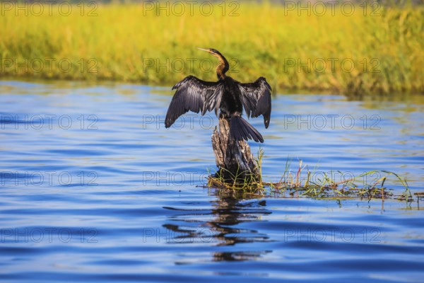 African cormorant dries its wings. Chobe National Park on the Zambezi River, Botswana. The concept