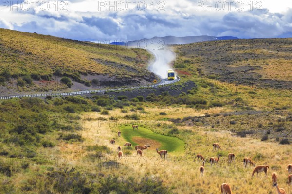 On a dirt road bus rides in a cloud of dust. On the graß grazing herd of wild guanacos. Torres del
