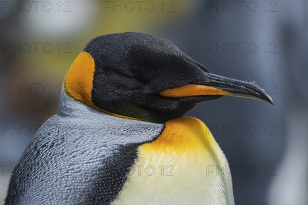 King penguin (Aptenodytes patagonicus), in a colony, Volunteer Point, Falkland Islands, Great