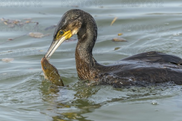 A large eel struggles to escape from a great cormorant (Phalacrocorax carbo)