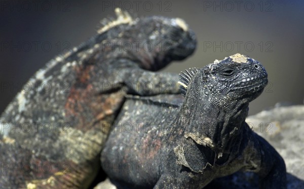 Marine Iguana, Amblyrhynchus cristatus, Galápagos National Park, Galápagos Islands, UNESCO World