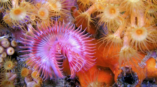 Tubeworm, Fan Worm, Serpula vermicularis, Feather Duster Worms, Tube Worm, Polychaete, Cabo Cope