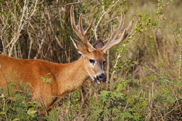 Close-up of a Pampa Deer with big antlers in warm afternoon light, Pantanal Wetlands, Mato Grosso,