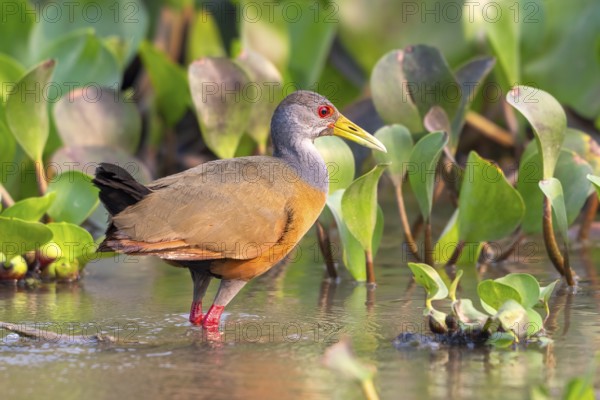 Cayenne alder (Aramides cajaneus), Pantanal, inland, wetland, UNESCO Biosphere Reserve, World