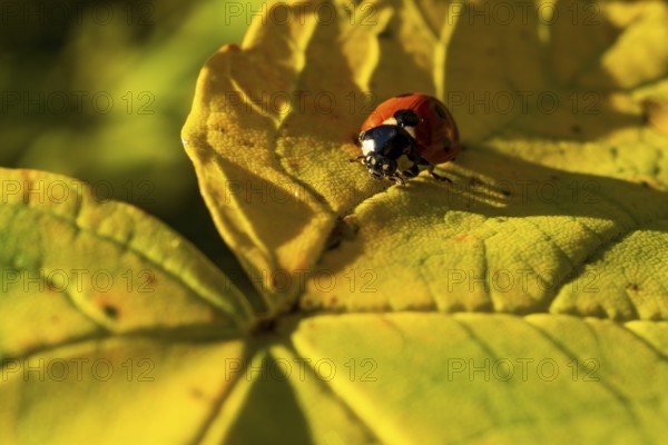 A ladybird crawls on a large, autumnal yellow leaf shining in the sunlight, Teutoburg Forest, North