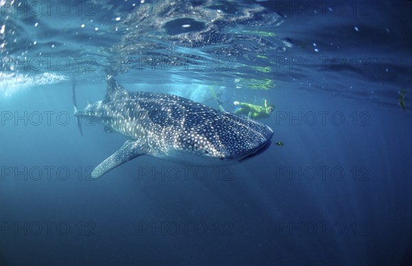 Whale shark and snorkeller, Rhincodon thypus, Djibouti, Djibouti, Africa, Afar Triangle, Gulf of