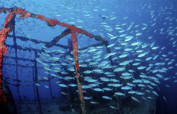 Yellow-striped fusiliers on a shipwreck, Caesio caerulaurea, Maldives, Indian Ocean, Ari Atoll,