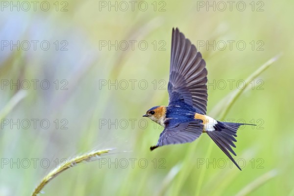 Rufous Swallow, (Cecropis rufula), Animals, Bird, Birds, Swallow, Swallow family, Lesbos, Greece,
