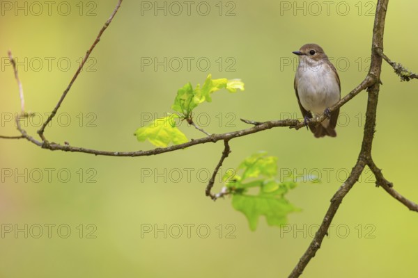 Animals, birds, songbirds, pied flycatcher, (Ficedula hypoleuca), biotope, habitat, perch,