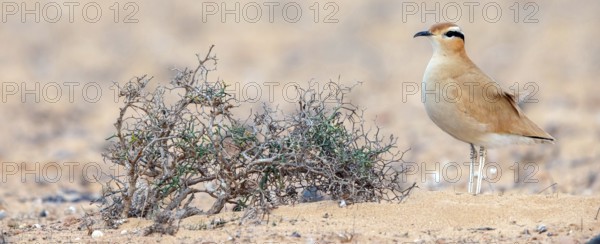 Racer, (Cursorius cursor), limicolous species, biotope, foraging, Lanzarote, Canary Islands, Spain,