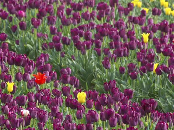 A wine-red tulip field with scattered yellow and red flowers in full bloom, egmond aan zee, north