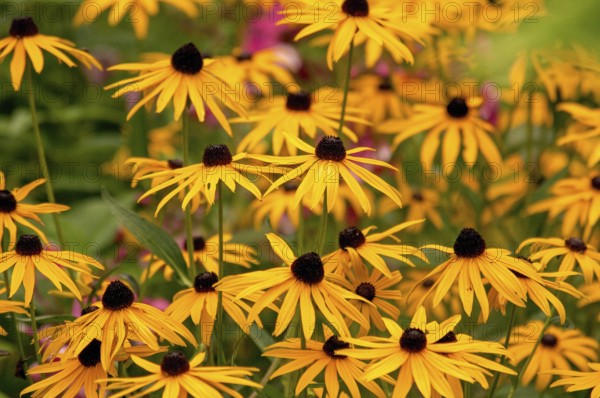 Yellow coneflower blossoms in a garden, spreading sunny atmosphere and summer joy, Borken,