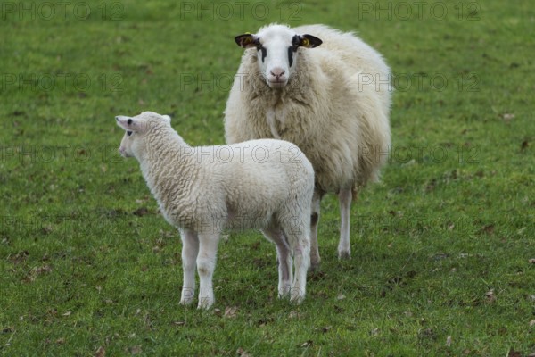 A sheep and a lamb standing on a green meadow, sheep with small lambs on a green meadow, borke,