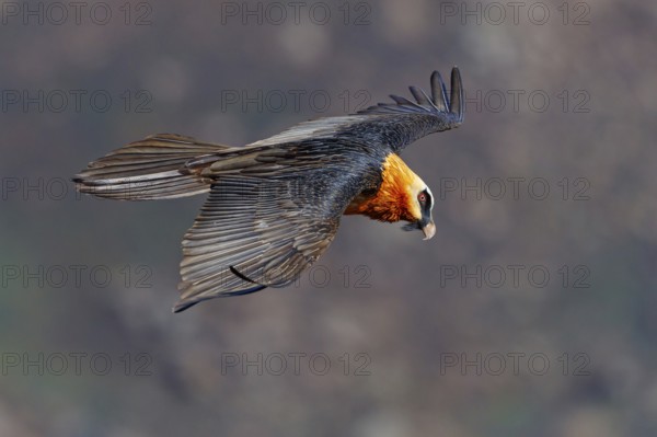 Bearded vulture, bearded vulture (Gypaetus barbatus), Gypaetus barbatus meridionalis, Giant's