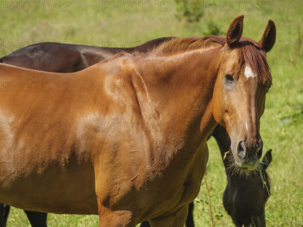 Close-up of a brown horse standing on a green meadow in summer, Flensburg, SChleswig-Holstein,