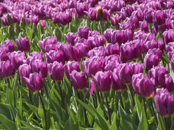 Purple tulips blooming in a flower field in spring, blooming tulips in many colours, amsterdam, the