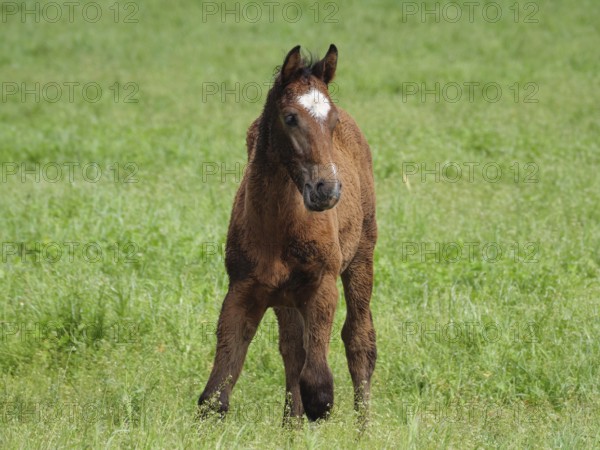 A single brown foal stands on a green meadow, beautiful horses on a paddock with green grass in