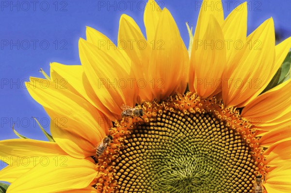 Yellow sunflower with bees on the petals, in front of a blue sky, colourful flower meadow,