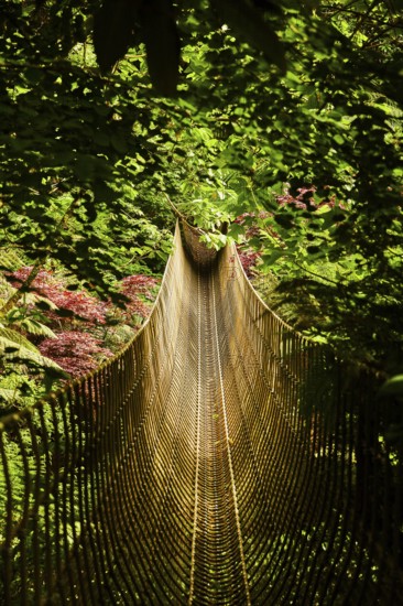A narrow suspension bridge winds its way through dense green jungle. St Austel, Cornwall, England,