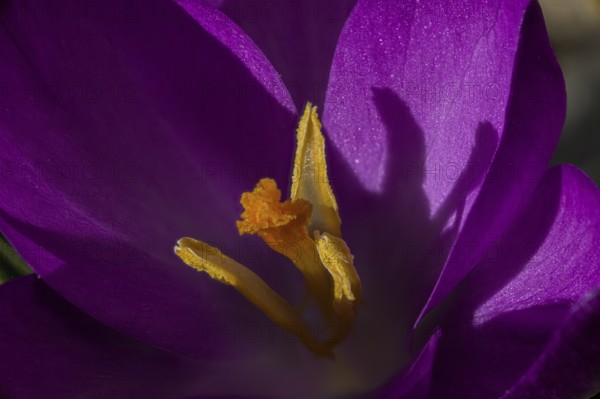 Purple crocus (Crocus vernus) in close-up with clear shadows under bright sunlight, Jena,