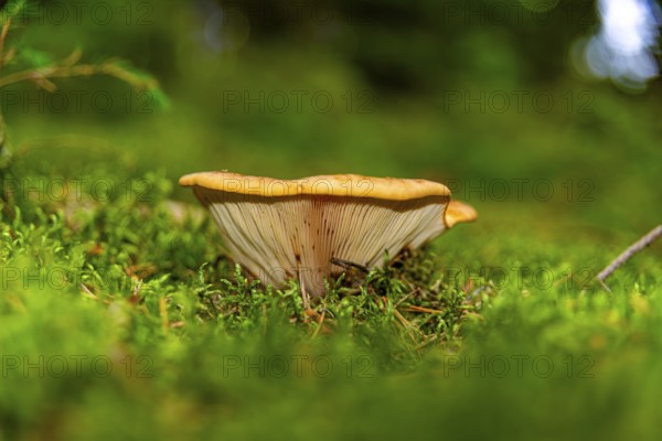 Low perspective on mushrooms growing from moss-covered forest floor, Große Teufelsküche,