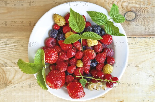 Strawberry, raspberry, blackberry, white and red currant, green leaves of strawberries and