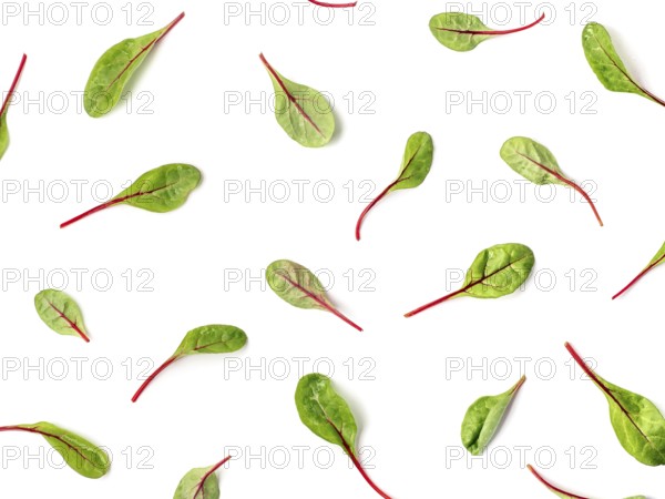 Pattern of fresh green chard leaves or mangold salad leaves on white background. Flat lay or top