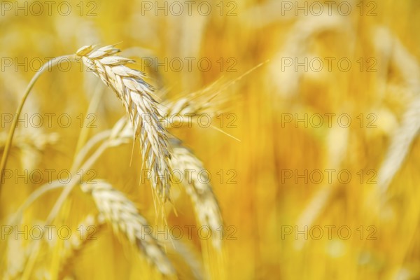 Ripe wheat on blurry background close up