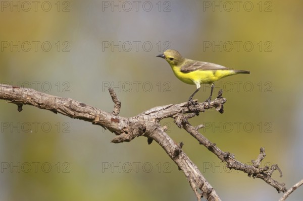 Green-breasted Sunbird, Green-throated Sunbird, Hedydipna platura, Anthodiaeta platura, (Anthreptes