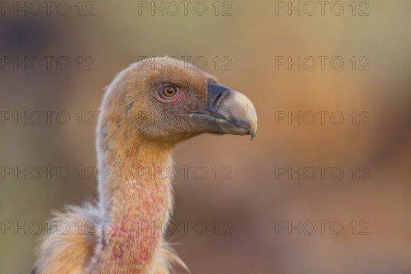 Griffon Vulture, Eurasian Griffon Vulture, Griffon Vulture, Eurasian Griffon, (Gyps fulvu), Vautour