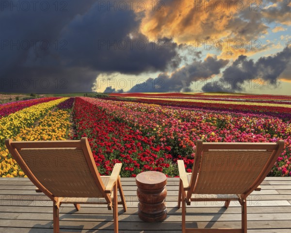 Two chaise lounges for rest stand on a scaffold at a picturesque flower field. The spring