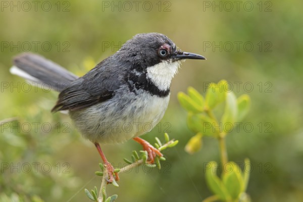 Collared Apalis, (Apalis thoracica), Bar-throated Apalis, Apalis à collier, Apalis acollarado, De