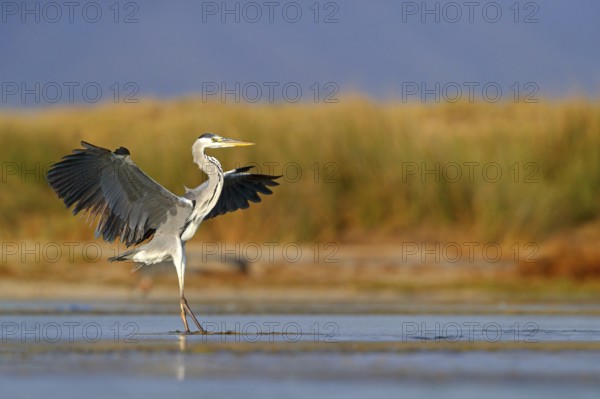 Grey grey heron (Ardea cinerea), Foraging, Boat Trip, Tiszaalpár, Kiskunsági National Park,