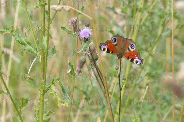 European Common Peacock Butterfly (Aglais io, Inachis io), feeding on a thistle flower in summer in