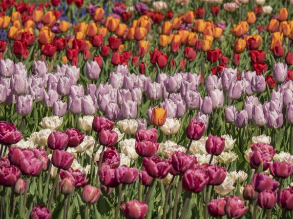A colourful field of tulips in red, pink, purple and orange tones blooming in the garden,